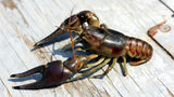 CRAYFISH OIL - Southern Snares & Supply