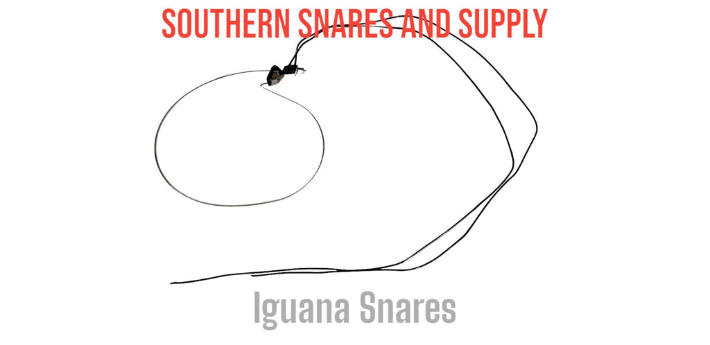 Southern Snares Iguana Snares